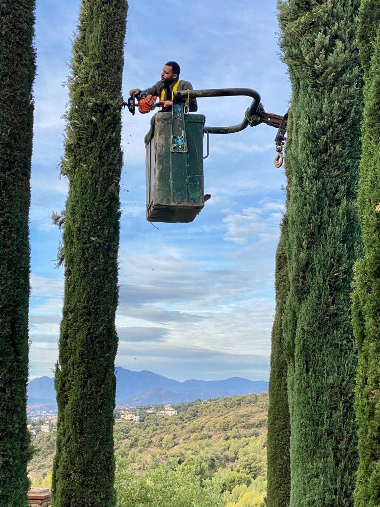 Pruning tree marbella sotogrande
