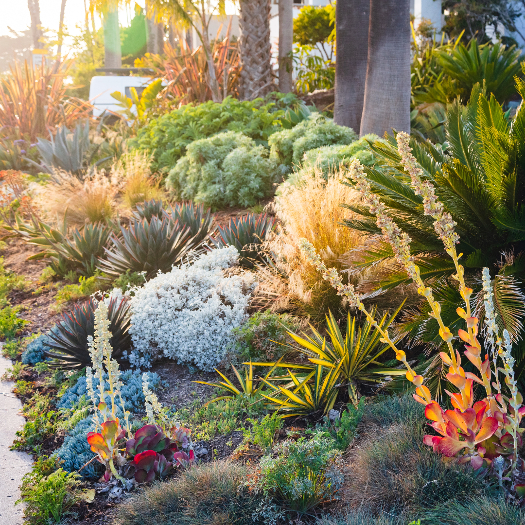 jardin de bajo consumo, jardin poca agua, plantas sin agua, marbella, benahavis, sotogrande, mijas, estepona