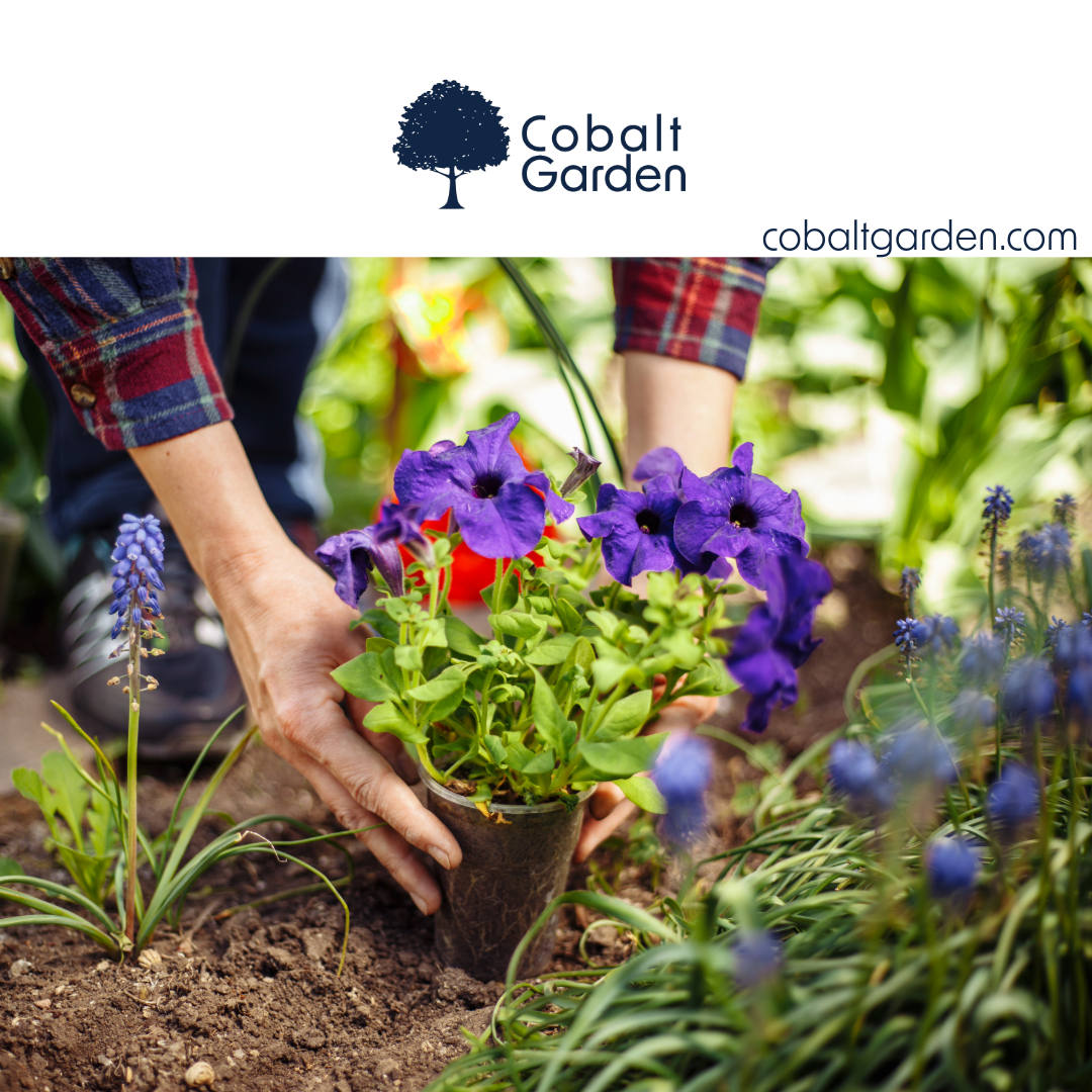 Gardener planting vibrant spring flowers in a Mediterranean garden in Marbella, Benahavis, or Sotogrande.
