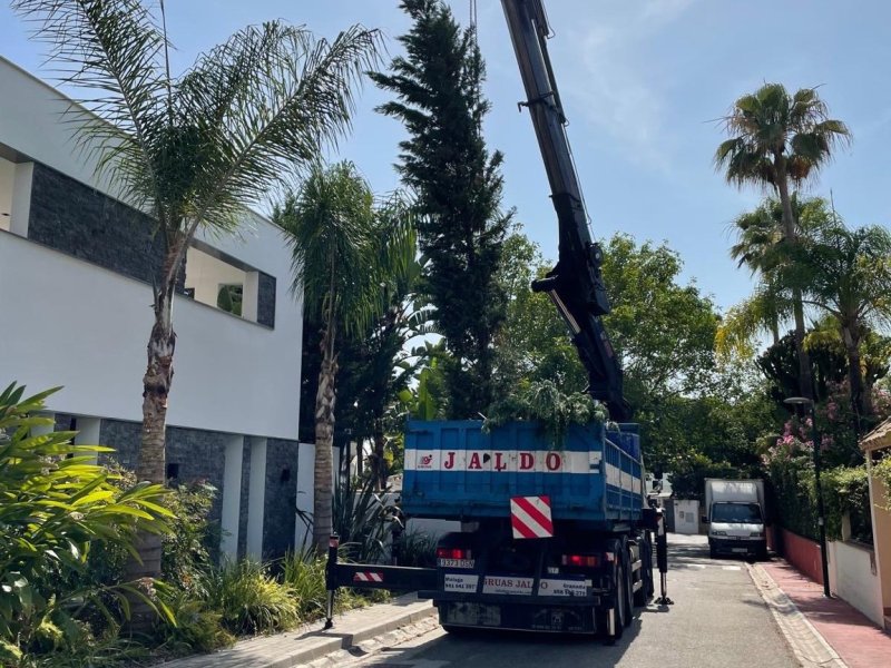 Installing Mature Trees in Marbella Villas: Strength, Planning, and&nbsp;Elegance