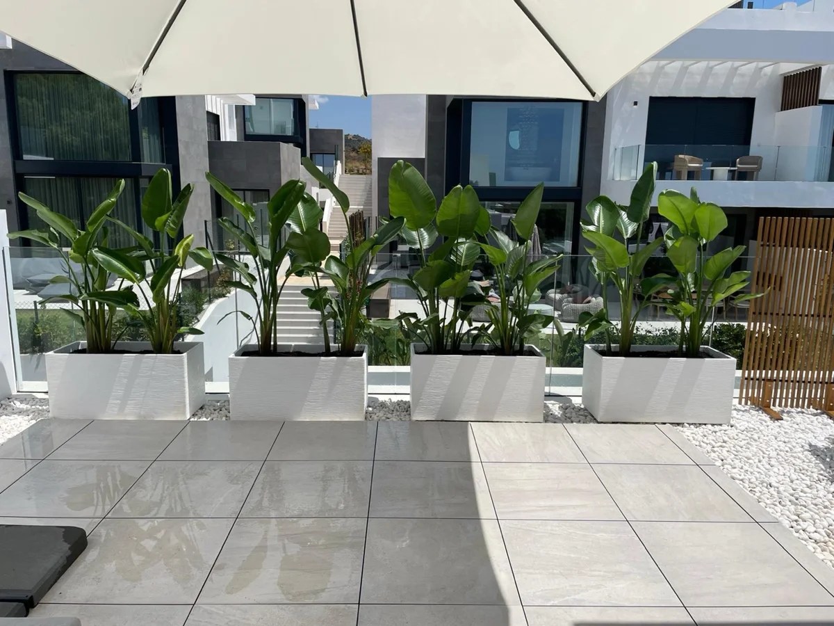 Enhancing Villa Privacy with Elegant Natural Barriers in&nbsp;Marbella