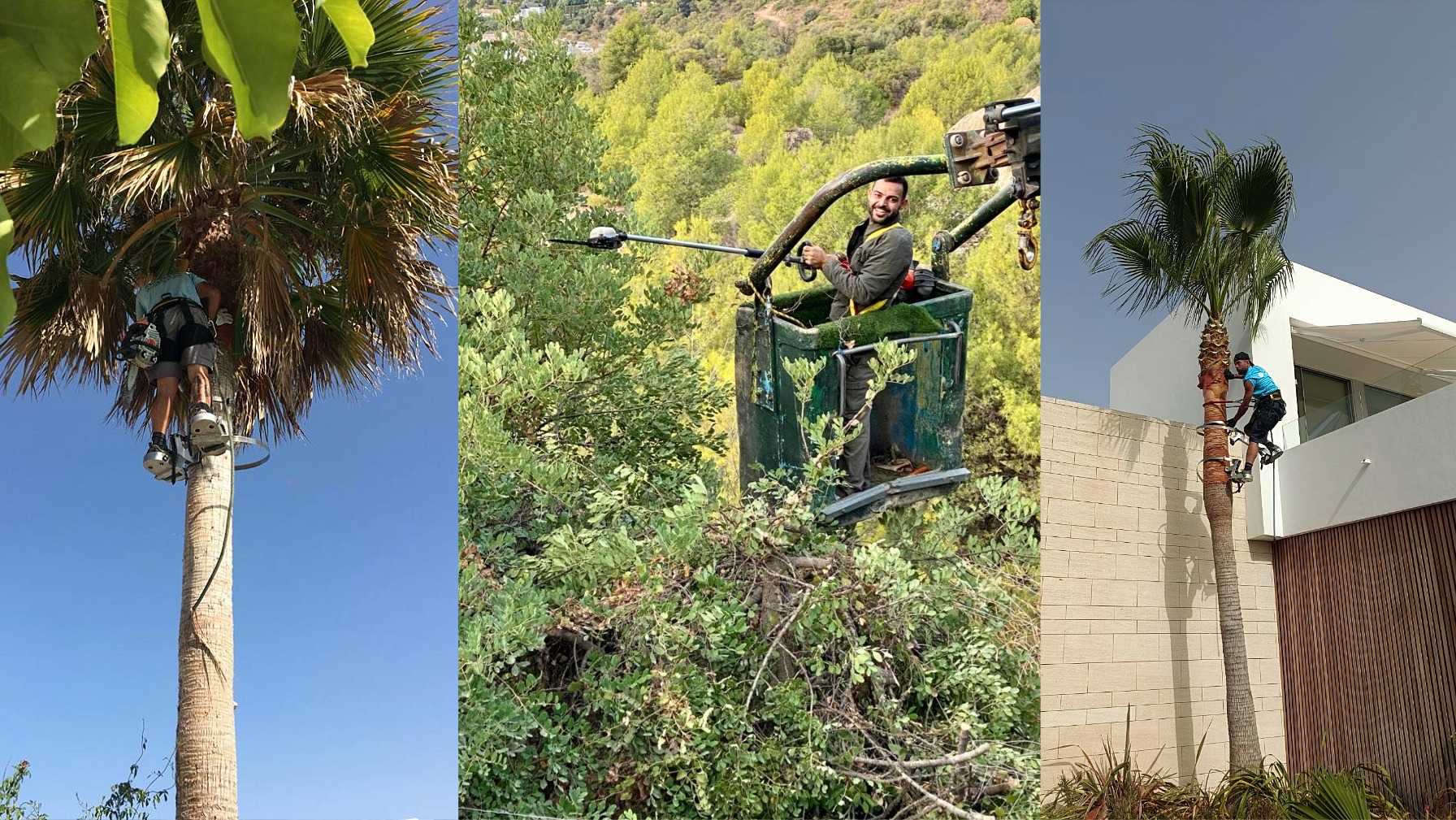 Professional high tree and palm pruning service in Marbella and Benahavís